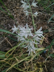 Ornithogalum boucheanum