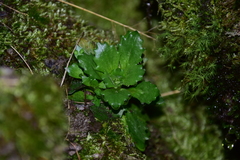 Micranthes stellaris