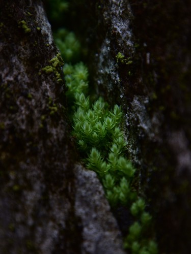 Pohlia cruda