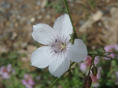 Linum tenuifolium