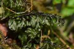 Hymenophyllum wilsonii