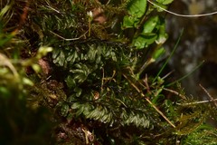 Hymenophyllum wilsonii