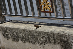 Passer montanus malaccensis