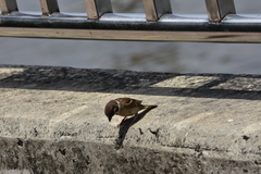 Passer montanus malaccensis