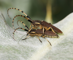 Agapanthia annularis