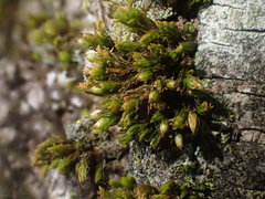 Orthotrichum stramineum
