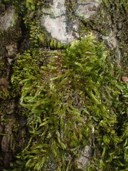Hypnum resupinatum