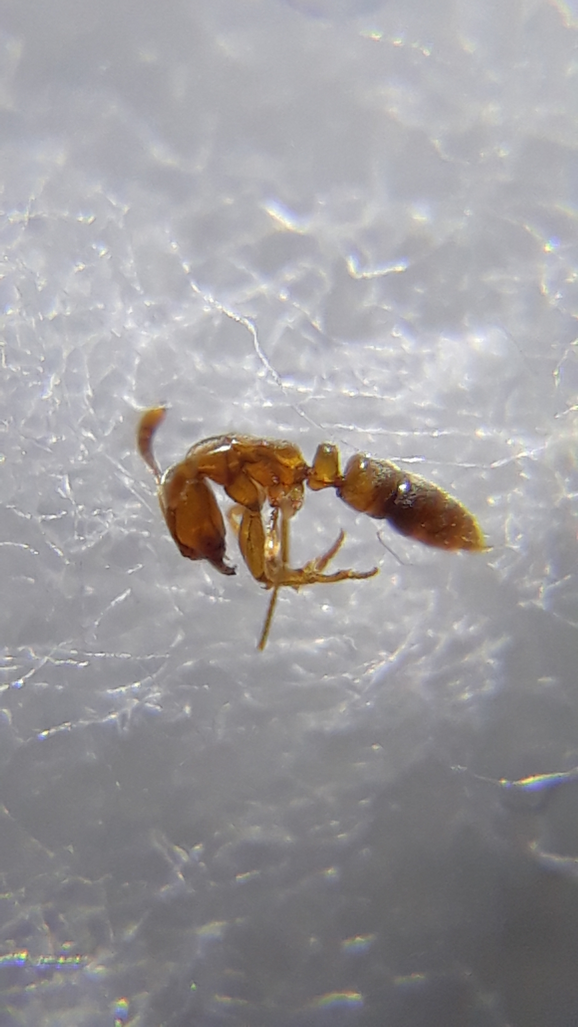 Hypoponera ragusai
