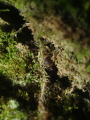 Entomobrya albocincta