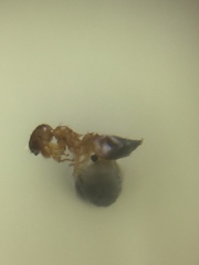 Crematogaster biroi