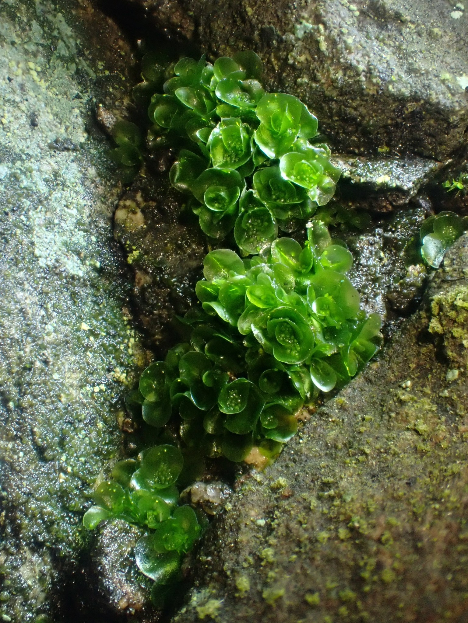Oedipodiopsida