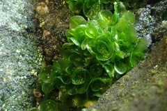 Oedipodium griffithianum