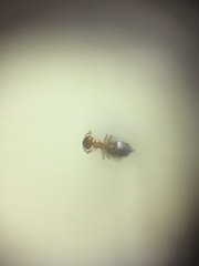 Crematogaster biroi