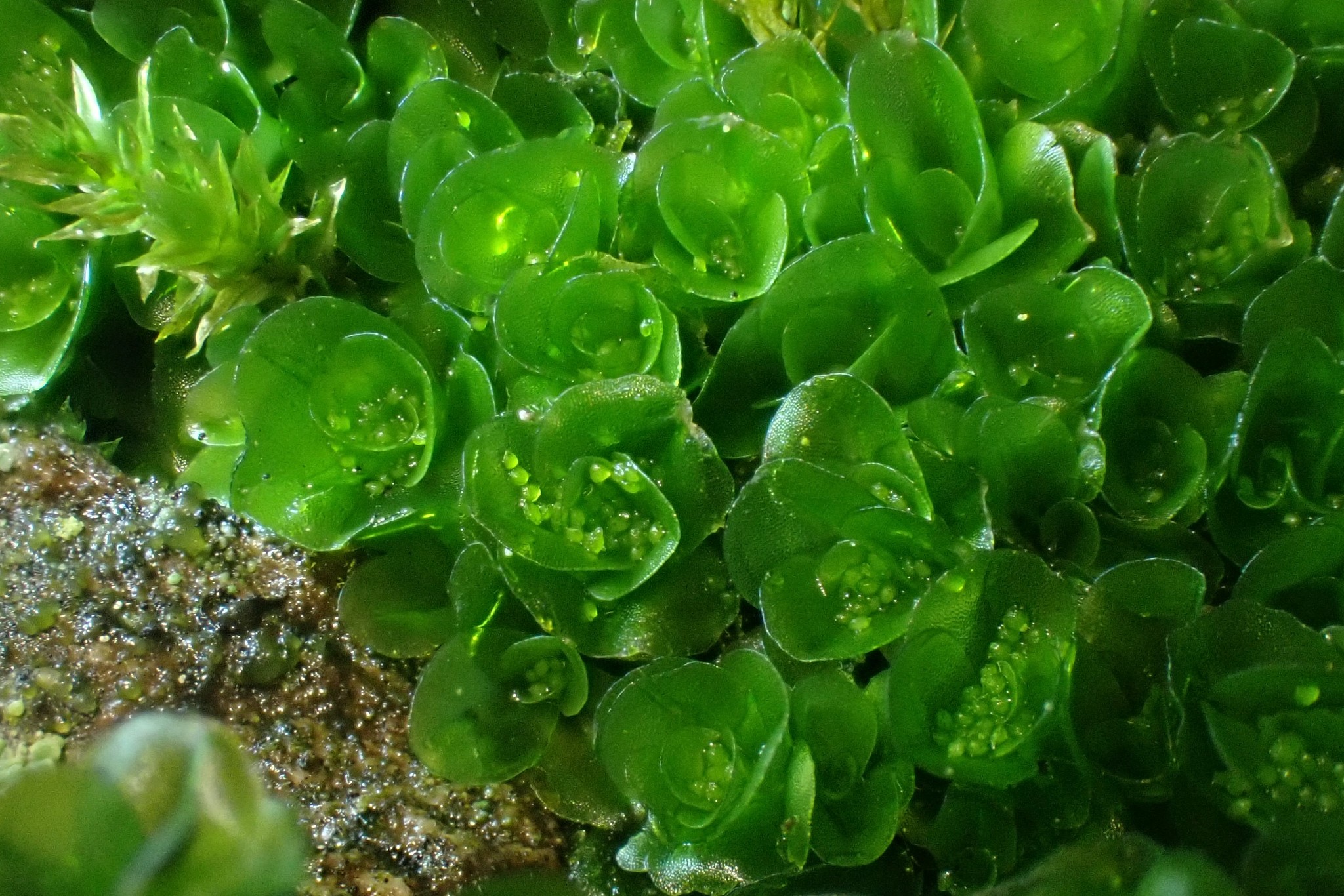 Oedipodium griffithianum