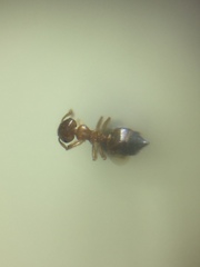 Crematogaster biroi