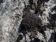 Gymnomitrion crenulatum