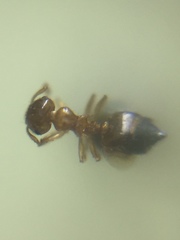 Crematogaster biroi