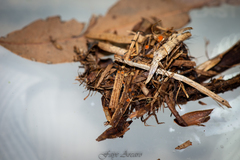 Byssonectria fusispora