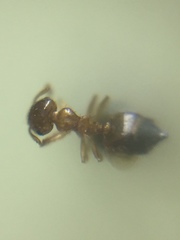 Crematogaster biroi