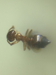 Crematogaster biroi