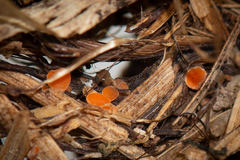 Byssonectria fusispora