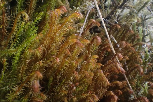 Herbertus hutchinsiae