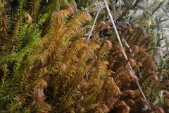Herbertus hutchinsiae