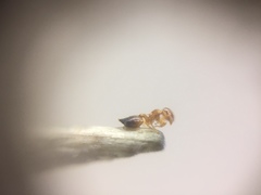 Crematogaster biroi