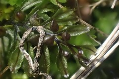 Hymenophyllum wilsonii