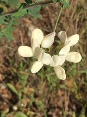 Coronilla viminalis image