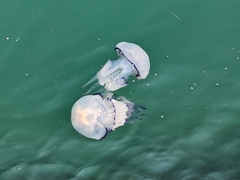 Rhizostoma pulmo