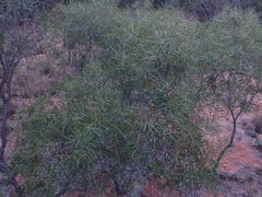 Euclea linearis