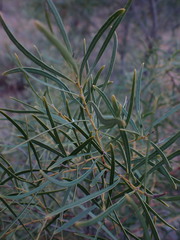 Euclea linearis