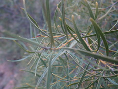 Euclea linearis