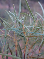Euclea linearis