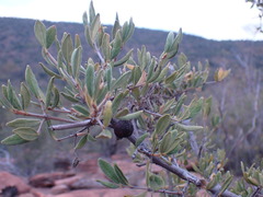 Vangueria triflora