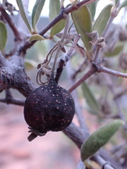 Vangueria triflora