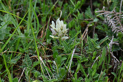 Astragalus tymphresteus