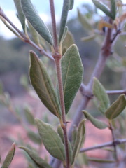 Vangueria triflora