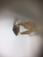 Camponotus irritans
