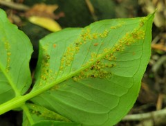 Uromyces ari-triphylli