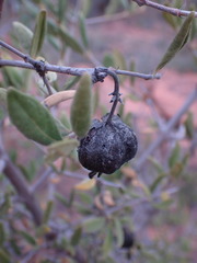 Vangueria triflora