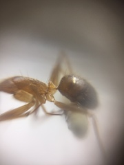 Camponotus irritans