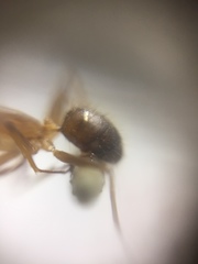 Camponotus irritans