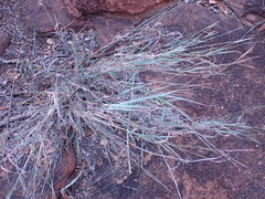 Diheteropogon amplectens