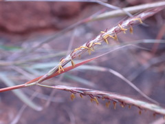 Diheteropogon amplectens
