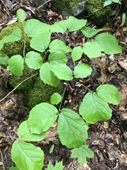 Hormaphis hamamelidis