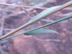 Diheteropogon amplectens