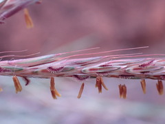 Diheteropogon amplectens