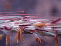 Diheteropogon amplectens
